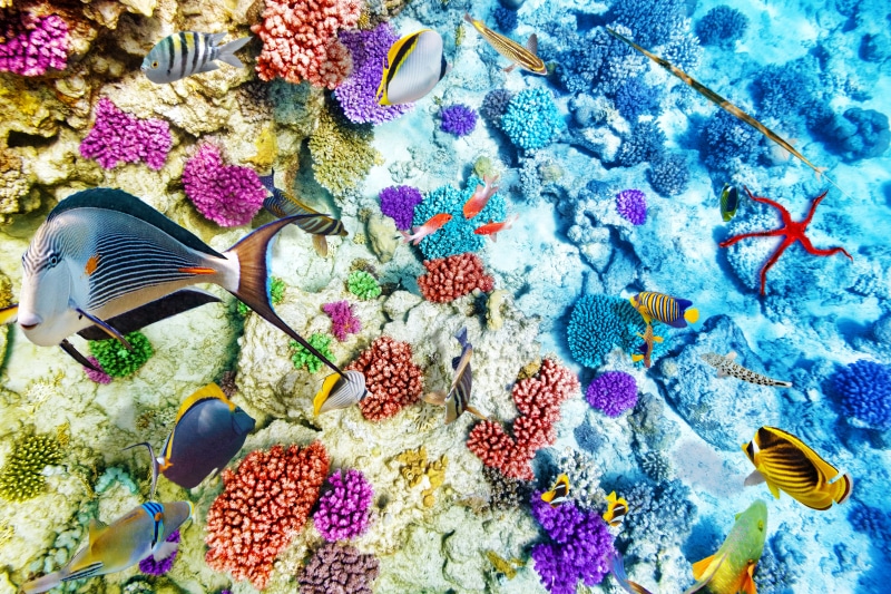 sea Life, tropical Fish, undersea, nature, blue, water, wildlife, animals In The Wild, high angle view, the ocean, snorkeling, beauty In Nature, multi Colored