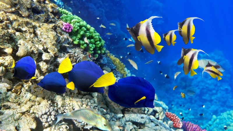 fishes, fish, water, photography, coral reef fish, underwater, 4K, coral, stony coral, reef, coral reef, pomacentridae