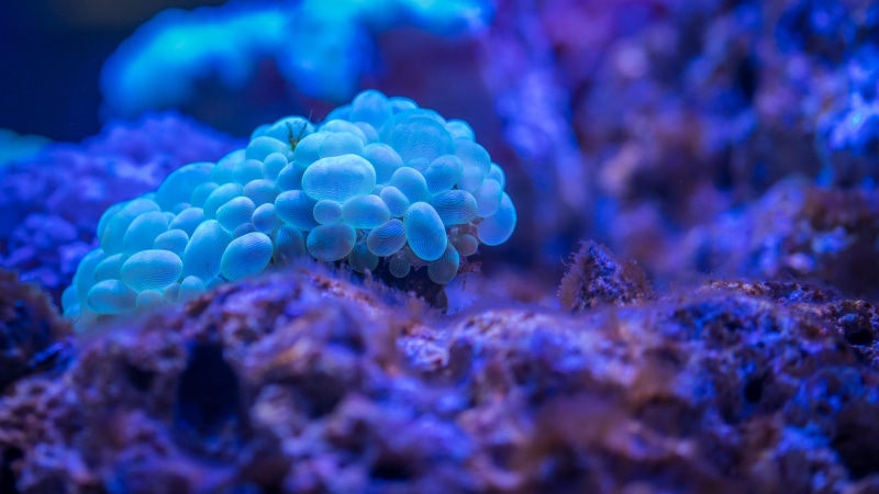 underwater, beautiful, blue, biology, aquatic, octobubble, marine biology, reef, 5K, macro photography, bubble coral, plerogyra sinuosa, photography, coral