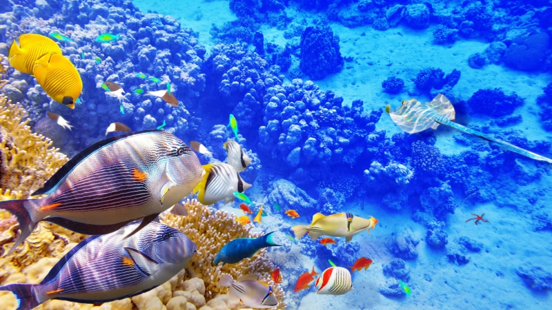 World, Sea, 4K, Fishes, Underwater, Blue, Tropical, Coral