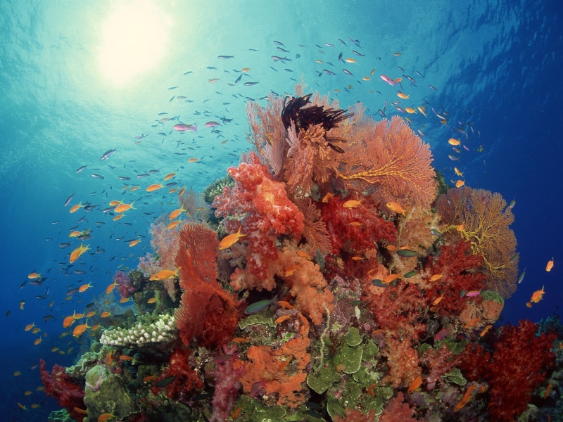 animals in the wild, ecosystem, animal wildlife, animal themes, vertebrate, underwater, undersea, soft coral, lagoon, reef, invertebrate, group of animals