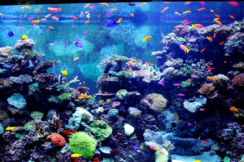 invertebrate, swimming, aquarium, photography, underwater, reef, school, vertebrate, ecosystem, multi Colored, colorful fish, sea Life, coral, no people