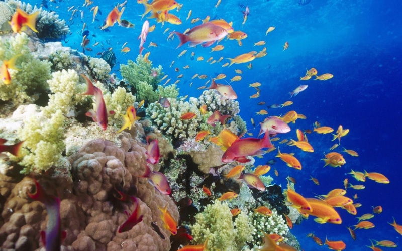 sea life, animal, undersea, no people, ecosystem, invertebrate, animals in the wild, water, marine, animal themes, school of fish, animal wildlife, group of animals