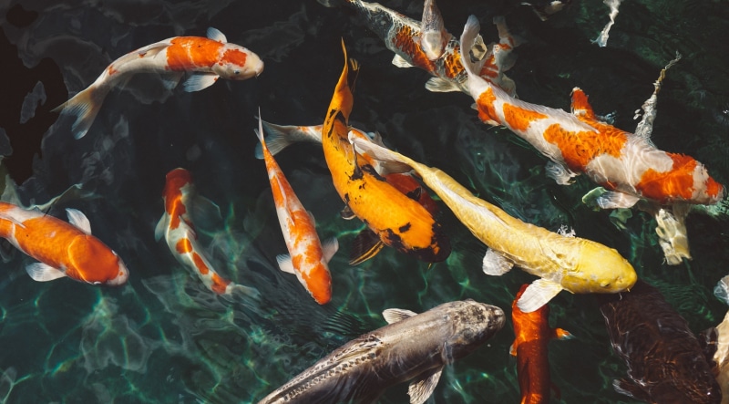 koi, pond, group of animals, fishes, marine, schooloffish, vertebrate, carp, Water, large group of animals, koi carp, animal themes, Sea, sea life, nature