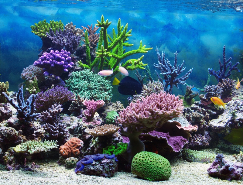 undersea, blue, 4K, coral reef, animal, coral, underwater world, assorted, growth, vertebrate, sea, invertebrate, fishes, tropical, multi Colored, no people