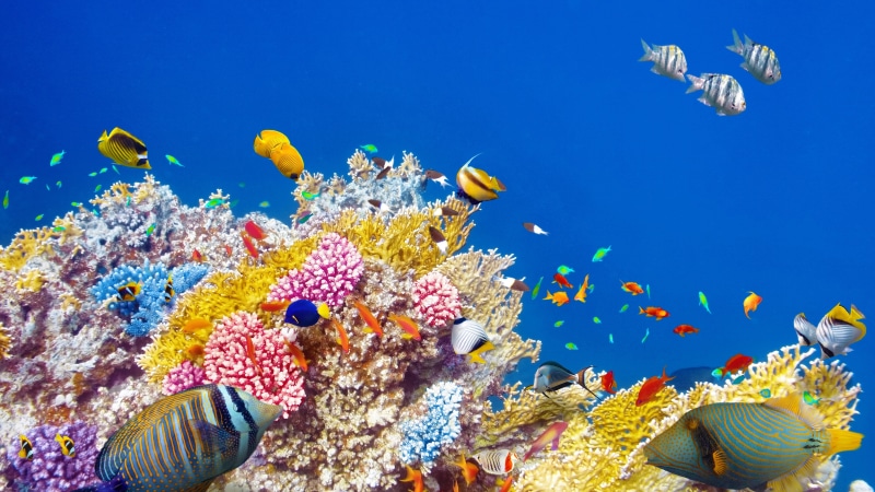 Colorful, 4K, World, Underwater, Fishes, Tropical, Coral