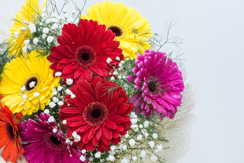 floral, gerbera, blooming, pollen, natural, oil, blossom, garden, multi colored, plant, white Background, brush, artificial, green, variation, 5K, texture