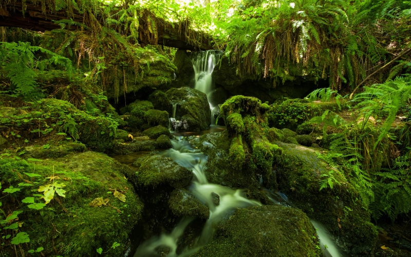 body, water, 2K, jungle, forest, plants, nature, hd, timelapse, rocks, moss, stream, stones, fern, green