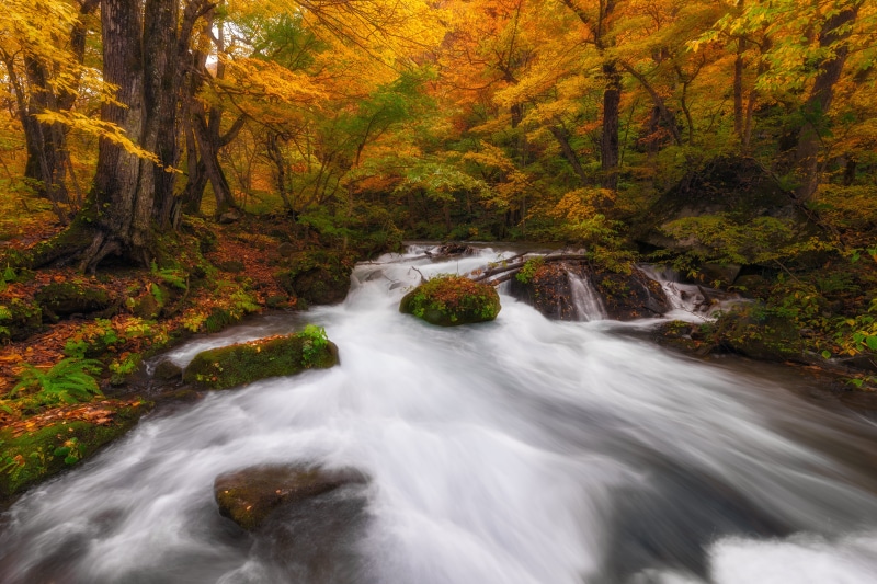 water, autumn, moss, landscape, Towada, nature, long exposure, tree, leaves, waterfall, 5K, falling, Aomori Prefecture, Dreaming in Color, stream, green Color