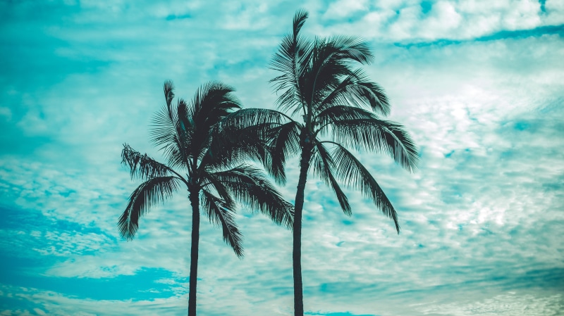 tree, growth, no people, palm tree, dom, beauty in nature, summer, 5K, day, plant, nature, palm leaf, sky, oahu, tropical tree, trees, vibe, tropical climate