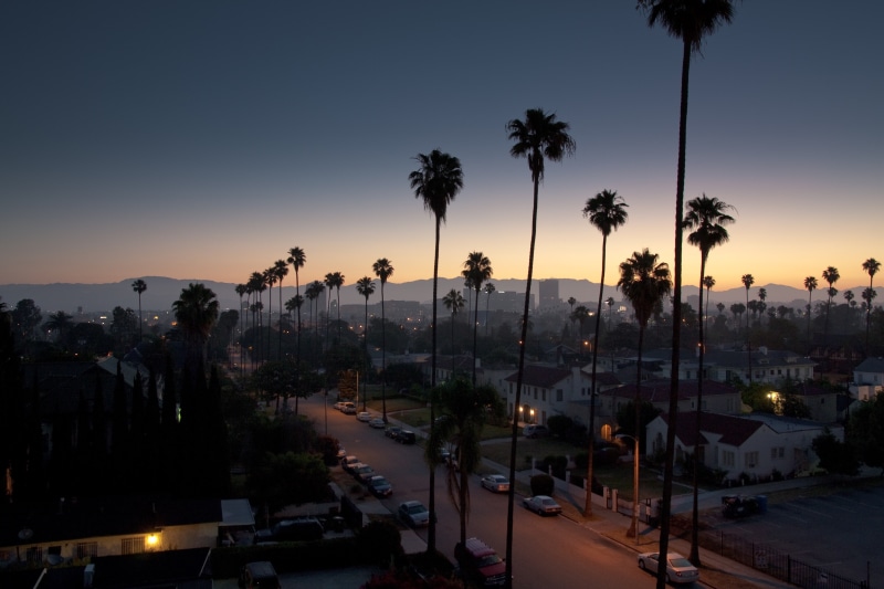 palm trees, 4K, vibes