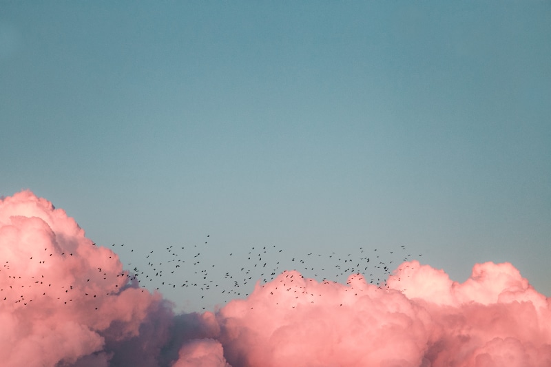 no people, mid-air, flock of birds, motivate, birds, window view, sunset, motion, pink, clear sky, travel, low angle view, animal themes, beauty in nature