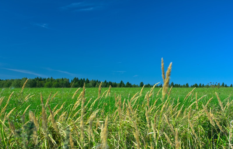 sky, summer, agriculture, blue sky, grass  Green, green, crop, land, rural Scene, dom, wheat, Nature, Russia, wheat field, outdoors, farm, field, relax
