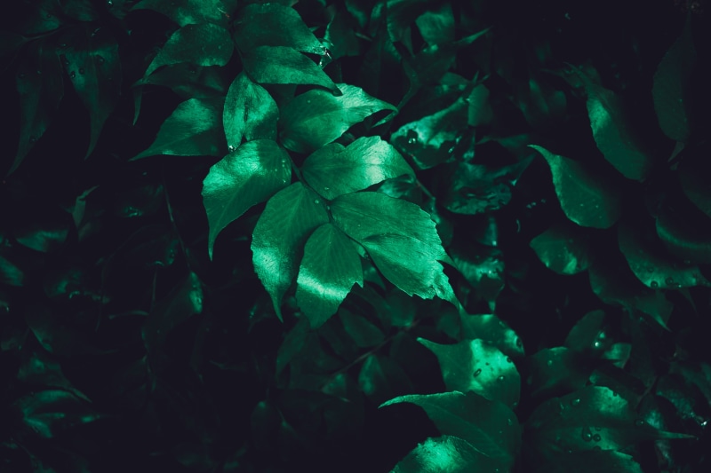 plant part, outdoors, moody, freshness, forest, day, water, close-up, 5K, leaf, green, no people, green color, plants, backgrounds, leaves, tranquility