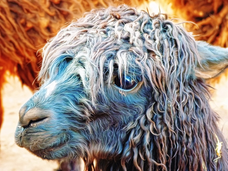 lama, vertebrate, dog, outdoors, 4K, mammal, animal hair, alpaca, gimp, livestock, gmic, animal head, pets, animal, day, hair, domestic, animal themes