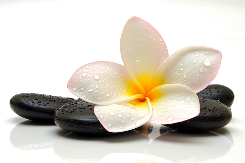 single Flower, zen-like, orchid, close-up, relaxation, buddhism, four, plant, tropical Climate, stone, inflorescence, aromatherapy, body Care, pebbles