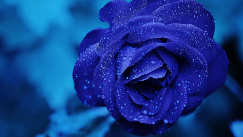 water drops, bluish, blue flower, rose, 4K, blue rose