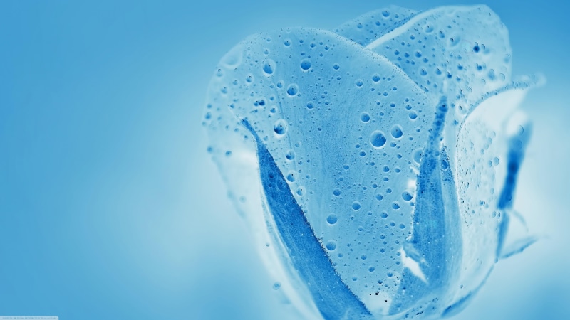 drop, refreshment, frothy drink, 4K, blue background, tulip, indoors, wet, water, clean, no people, freshness, bluish, drops, rain drops, bubble, water drops
