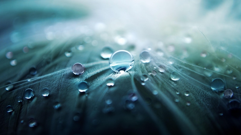 bluish, leaf, macro photography, dew, rain, moisture, photography, droplets, drops, waterdrops, 4K, close up, water, drop, liquid bubble