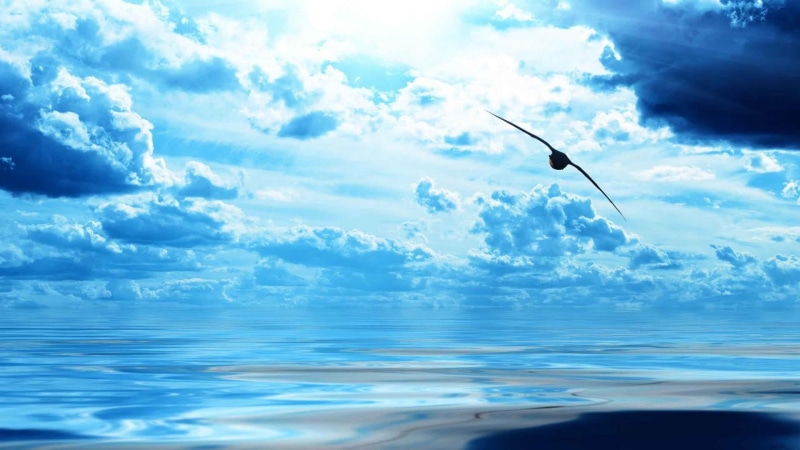 marine, one animal, cloud, ocean, no people, daytime, horizon, animal, water, nature, flight, blue, horizon over water, bird, tranquil scene, sea, blue water