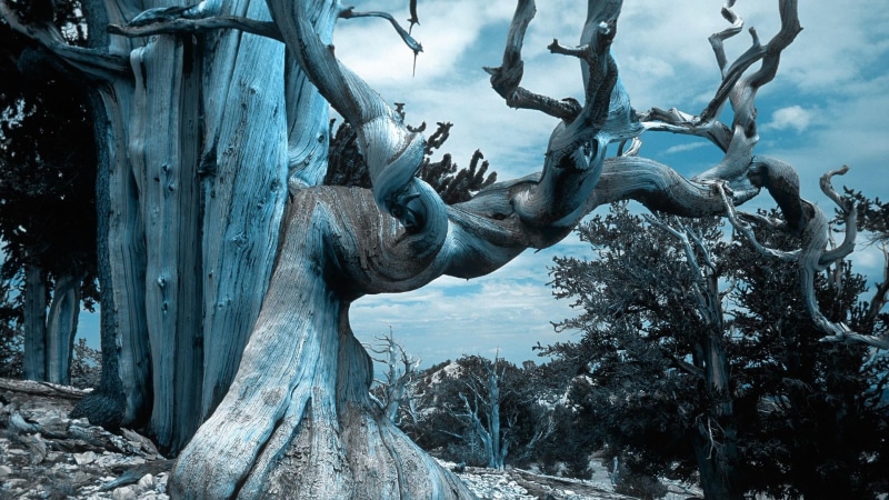 tree, representation, no people, sky, outdoors, tree trunk, old tree, trunk, beauty in nature, creativity, tranquility, 1080P, plant, landscape, dry tree