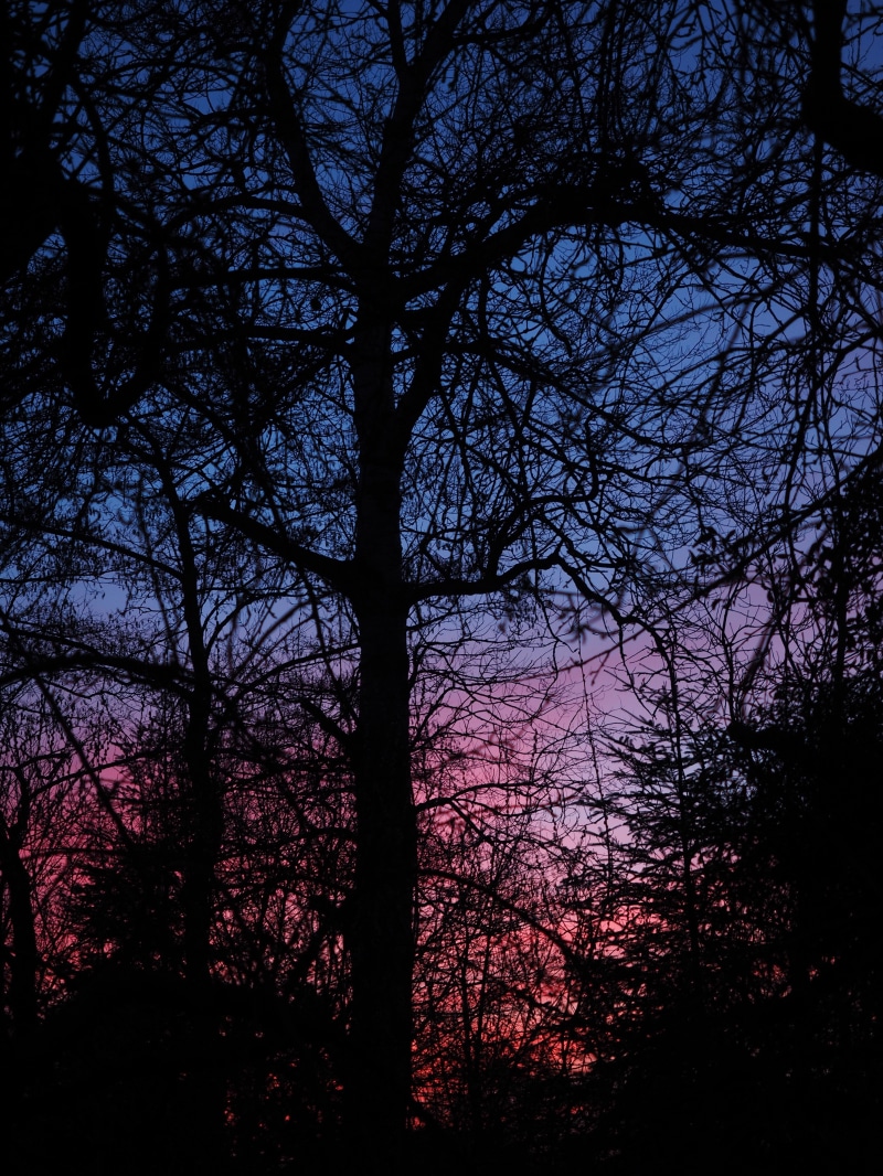 sunset, sky color, 4K, abendstimmung, branch, woodland, coloring, aesthetic, sky, bare tree, plant, reddish, afterglow, pink, non-urban scene, nature