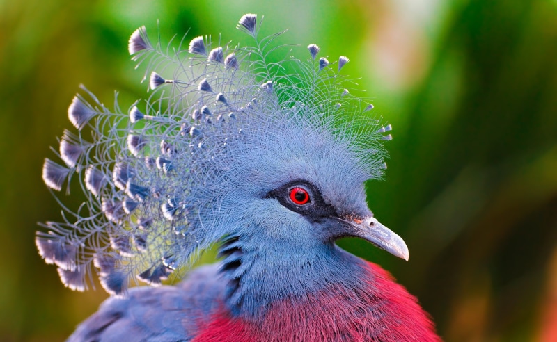 2K, close-up, Animals, vertebrate, focus on foreground, crowned, animal eye, day, one animal, no people, outdoors, multi colored, Bird, beauty in nature