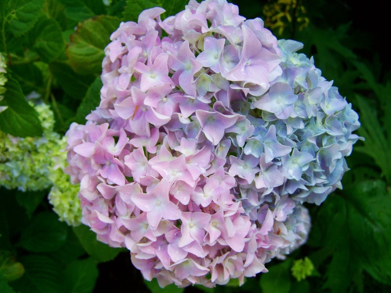 leaf, lilac, hydrangea, plant part, 2K, flowering plant, vulnerability, freshness, beauty in nature, outdoors, a bluish-purple flower, inflorescence, flower head
