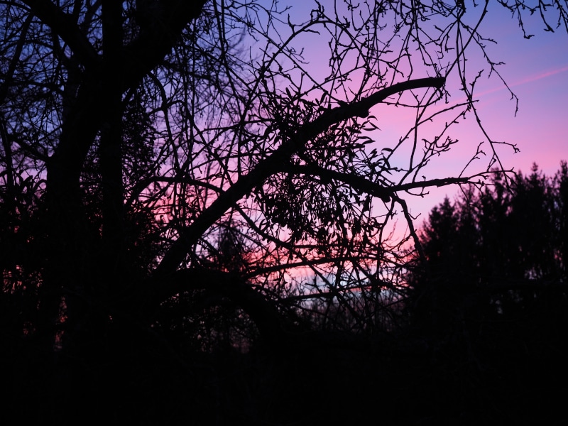 scenics - nature, low angle view, pink, trees, branch, sky color, reddish, plant, purple, tree trunk, blue, tree canopy, springtime, nature, trunk, tranquility