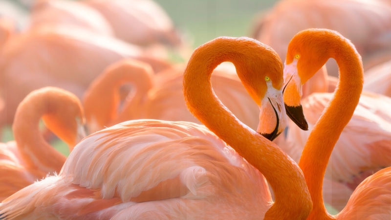 Flamingo, love, pink flamingos, child of sunset, 1080P, wildlife, portrait, birds, neck, love and flamingos, bright plumage, pair, lovers, heart, background