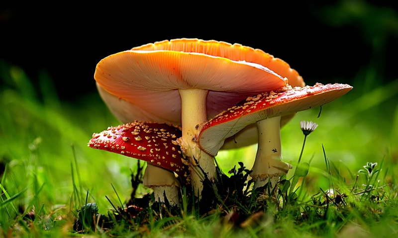 photography, Fly agaric, toadstool, one, focus, plant, amanita, lover, autumn, close-up, fly Agaric Mushroom, Public Domain, two, amanita Parcivolvata