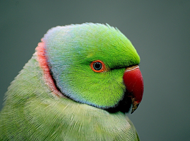 Dedication, yellow, red, Indian Ringneck, Public Domain, Ringed, D O, nature, Creatures, blue, beak, feather, flickr, A 300, Geo-Tagged, wildlife, multi Colored
