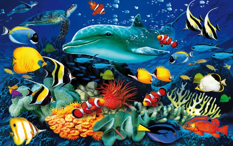 turtle, mobile, underwater, ocean, world, 1080P, life, pc, colorful, marine, dolphin, tablet, coral, tropical, sea, fish