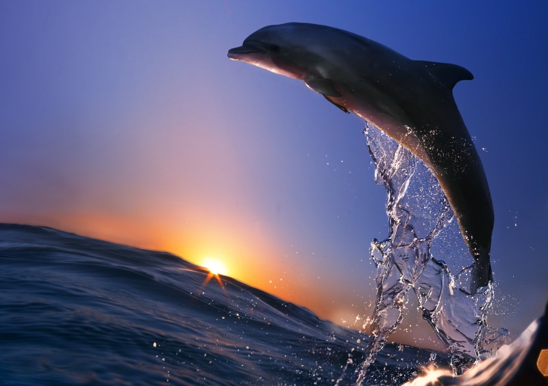 dolphin, 4K