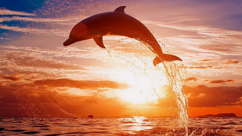 sky, 4K, dolphin, dodge, sunset, drops