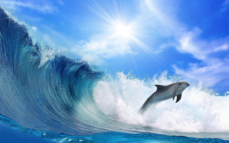 dolphin, 720P, ocean, blue, waves, fish, animal, seawater, sea, sky, blue sky