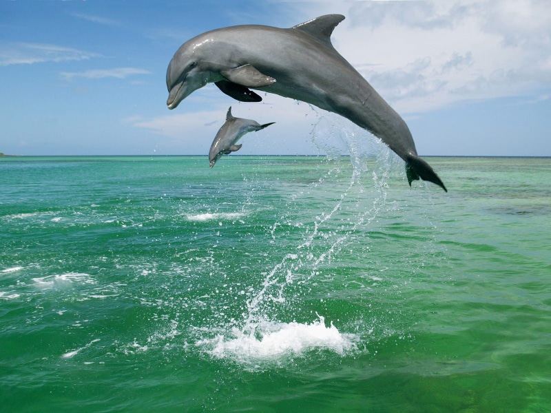 animals, hd, 720P, ocean, dolphin, dolphins, jump