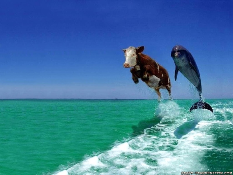 cow-and-dolphin, cow, 480P, dolphin, hd, animals