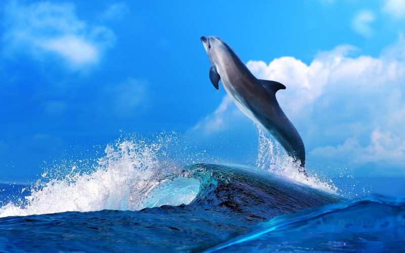 picture, sky, 2K, ocean, animals, sea, water, dolphin, blue, blue sky