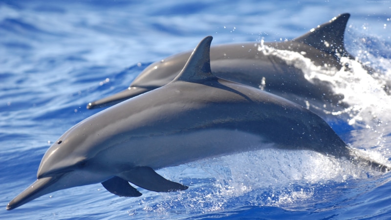 motion, aquatic mammal, fish, group of animals, animal wildlife, animal, vertebrate, no people, mammal, marine, dolphin, animals in the wild, dolphins