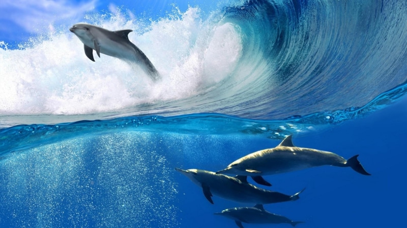 water, 1080P, underwater, dolphins, cute