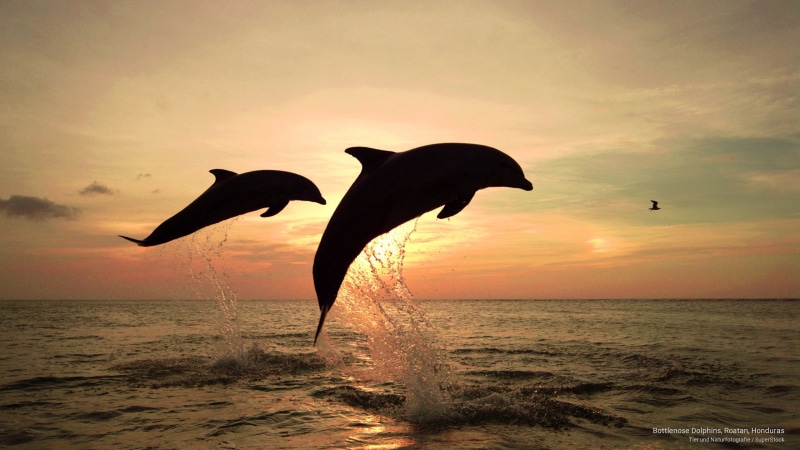 bottlenose, 2K, roatan, dolphins, Ocean Life, honduras