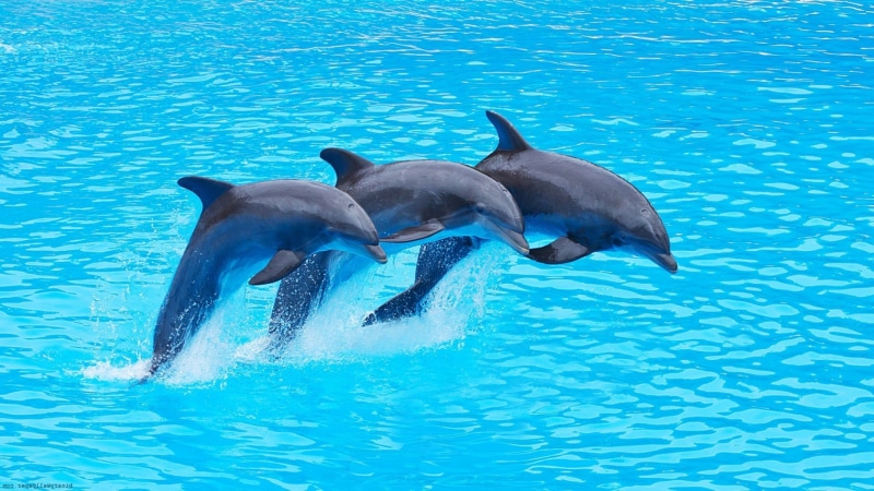 animal wildlife, dolphin, water, animal themes, group of animals, no people, outdoors, gray, togetherness, 1080P, animals in the wild, animals, animal