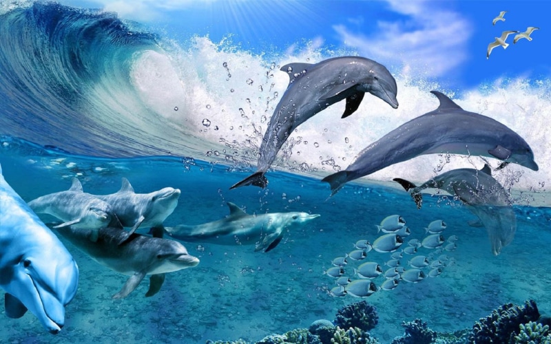 game, pictures, dolphin, gullies, sea, fish, high, dolphins, years, coral, definition, waves, 1080P, summer