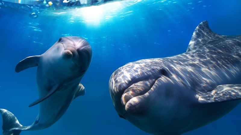 dolphins, underwater, 1080P, cute