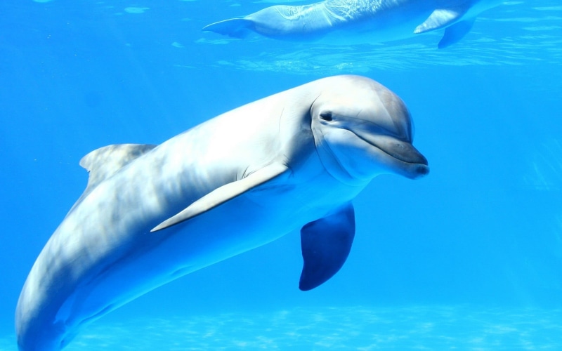 animals in the wild, no people, gray, swimming, nature, animal wildlife, sea, blue, animal themes, water, animals, dolphin, undersea, fish, underwater