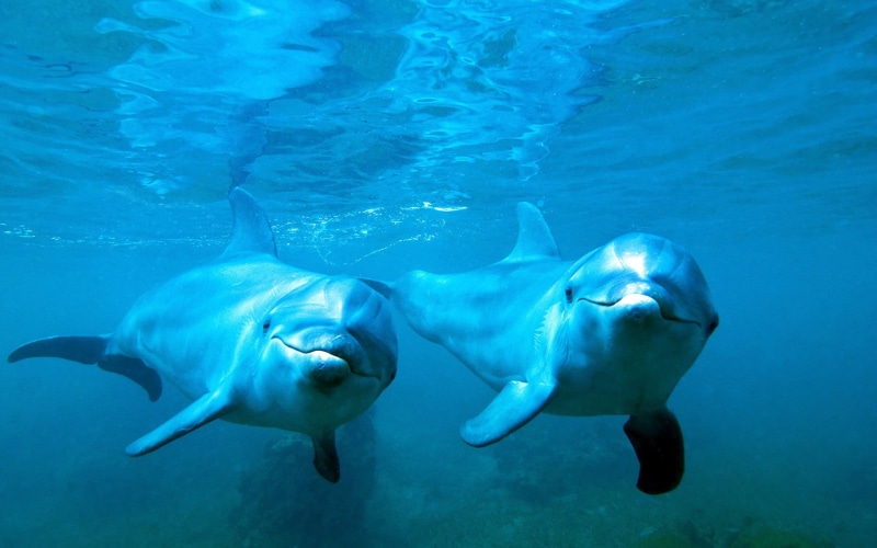 sea, underwater, blue, 1080P, animals, dolphin, water, nature