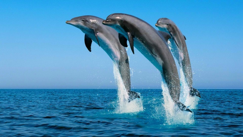 1080P, sea, dolphin, splashes, animals, jumping