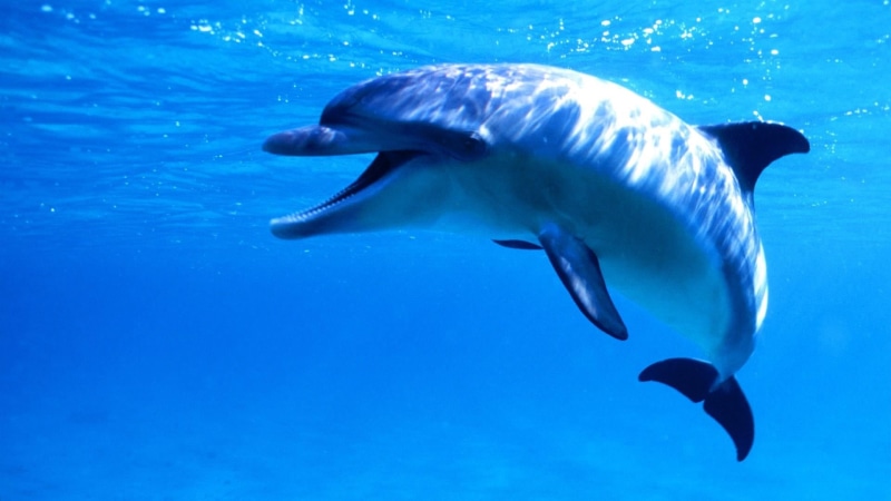 animal, dolphin, swimming, animal wildlife, one animal, marine, animals in the wild, animal themes, water, fish, 1080P, no people, aquatic mammal, blue