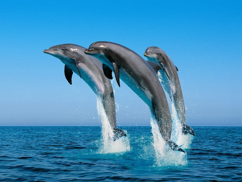 720P, jumping, picture, bottlenose, dolphins